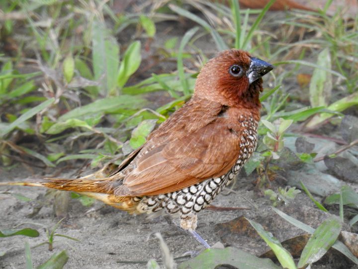 Scaly Breasted Munia - Kushal Man - Photography, Animals, Birds, & Fish ...