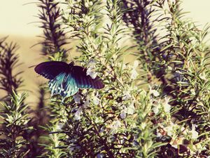 Catching My Butterfly