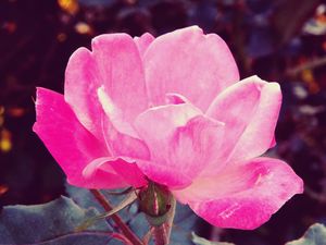 Delicate & Romantic Rose
