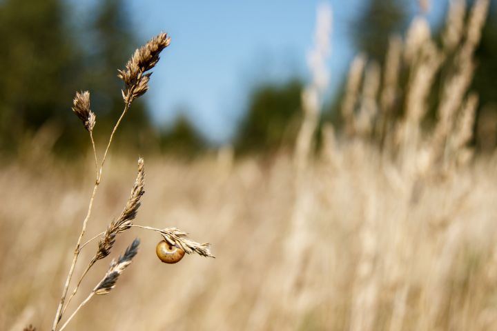snail sits on a stalk of dry grass - Radomir