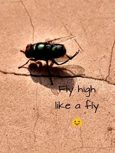 Green fly - Be kind