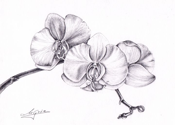 Butterfly Orchid Flower Drawing Dendrobium Orchids  Art by Mareena