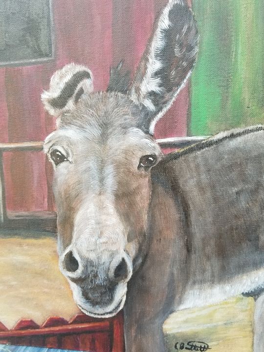 Very friendly donkey - Cornerlightstudio