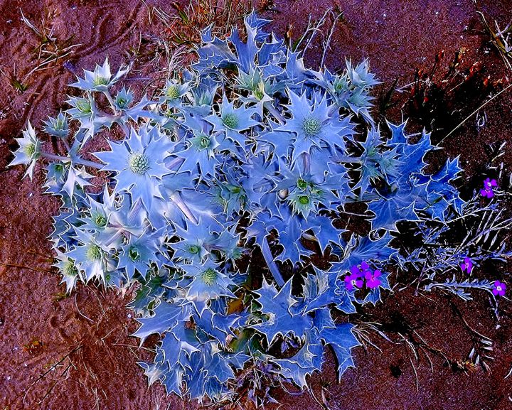 ПРИМОРСКОЕ РАСТЕНИЕ- средиземномор - Art Galery - Photography, Flowers ...