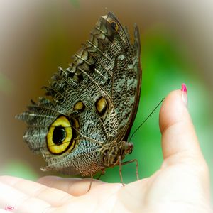 Fractal Butterfly - Brian's Collection - Digital Art, Animals, Birds, &  Fish, Bugs & Insects, Butterflies & Moths - ArtPal