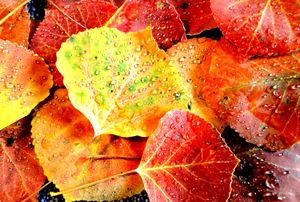 Aspen Leaves 6