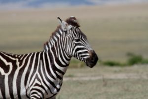 Grevy's zebra - GnV_Vortex_Art_Studio