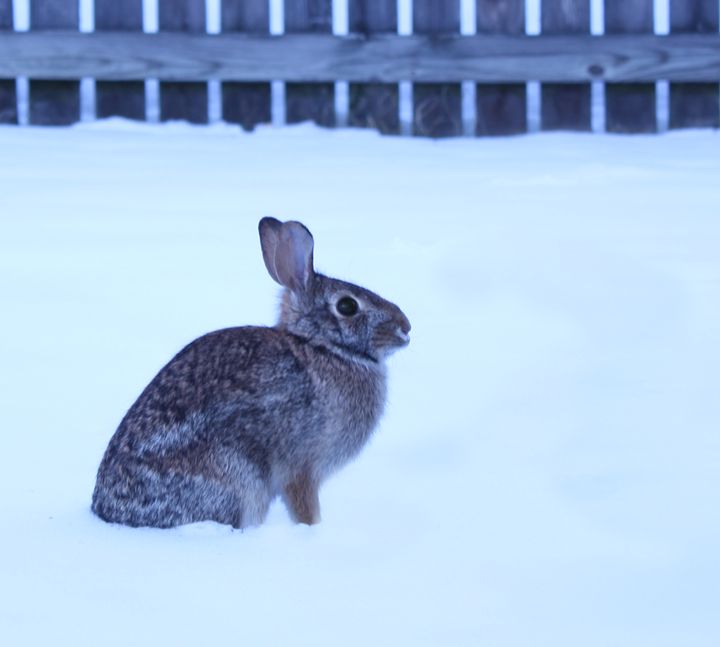 Winter Hare - Ashley Art
