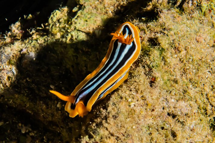 Sea slug in the Red Sea - photo land