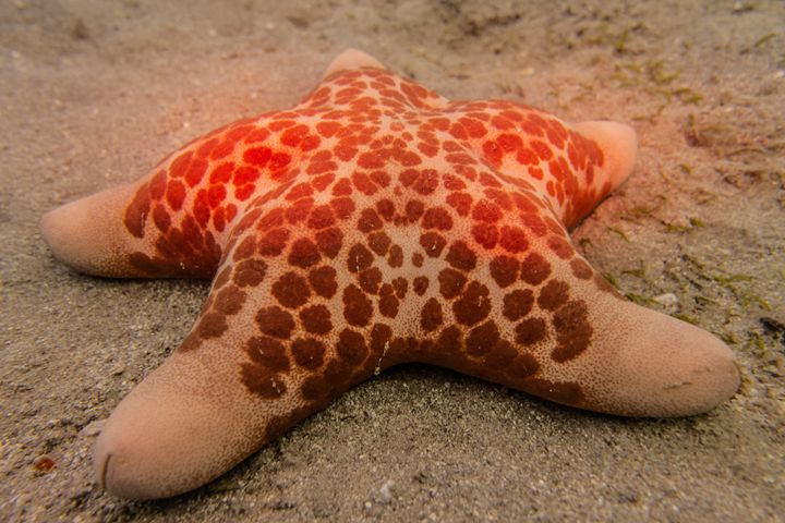Starfish  in the Red Sea - photo land