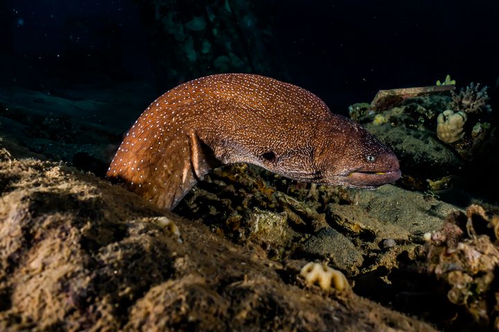 Moray eel Mooray lycodontis undulatu - photo land