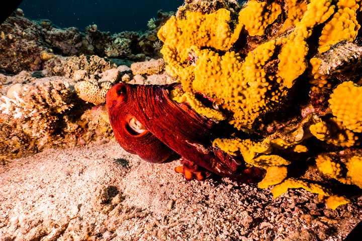 Octopus king of camouflage - photo land