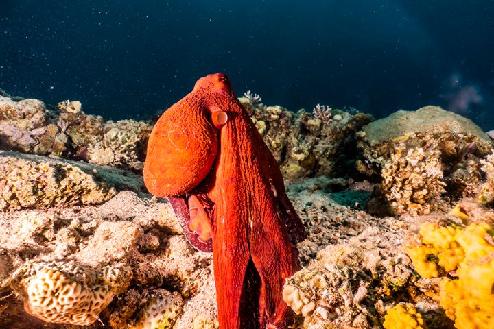 Octopus king of camouflage - photo land - Photography, Animals, Birds ...