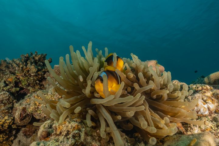 Clownfish in the Red Sea - photo land