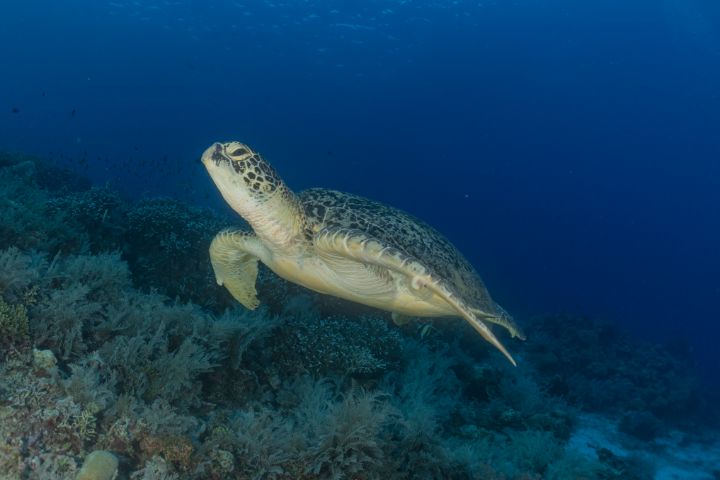 Hawksbill sea turtle Philippines - photo land - Photography, Animals ...