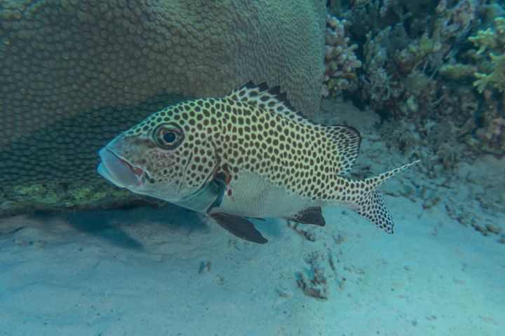 Fish swim at the Tubbataha Reefs - photo land