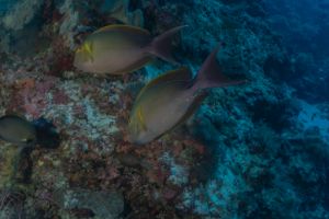 Fish swim at the Tubbataha Reef