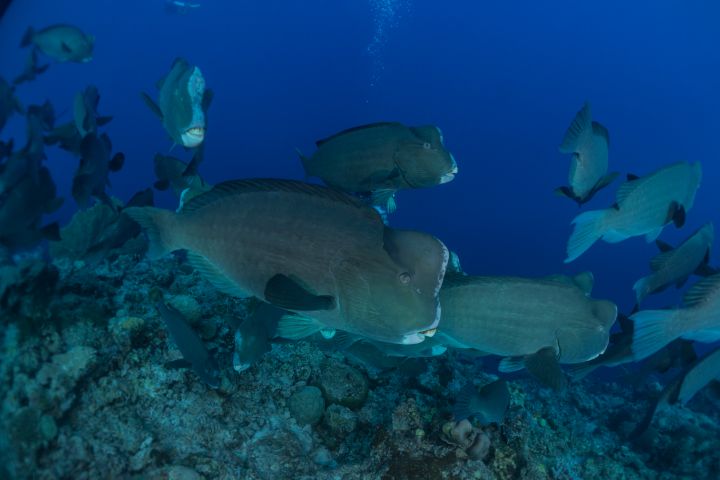 Fish swim at the Tubbataha Reefs - photo land