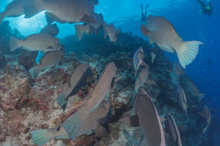 Fish swim at the Tubbataha Reef - photo land