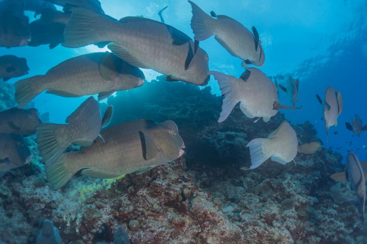 Fish swim at the Tubbataha Reefs nat - photo land
