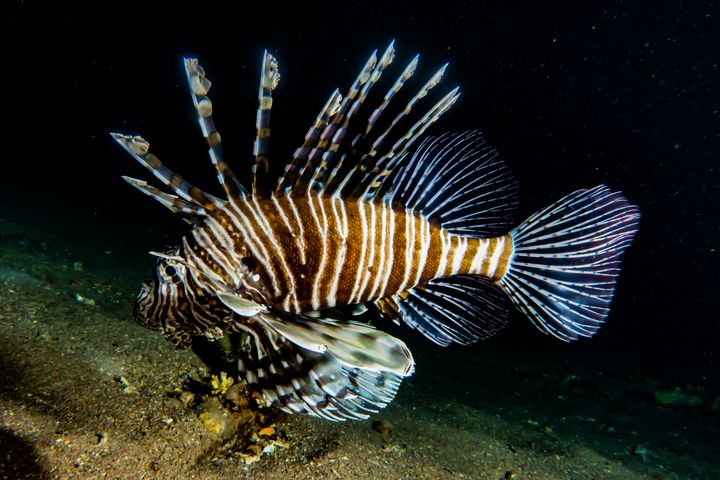 Lion fish in the Red Sea - photo land
