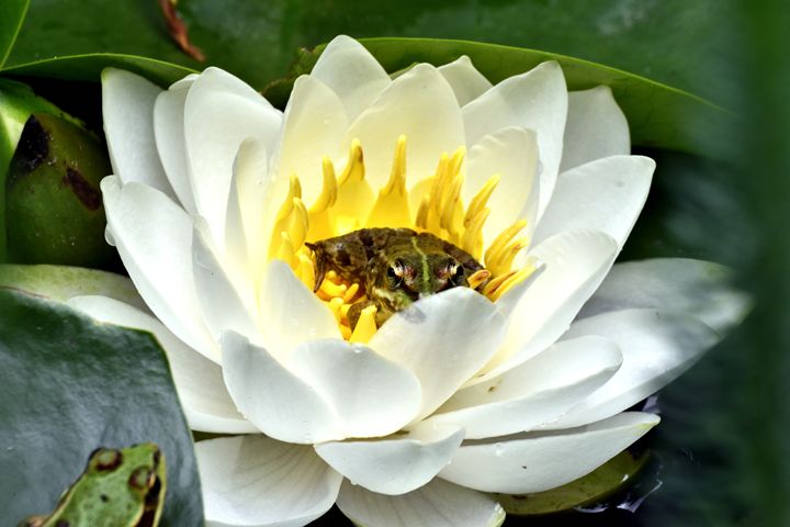 The Marsh Frog and the Water Lily - Animals and nature photos
