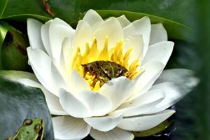The Marsh Frog and the Water Lily