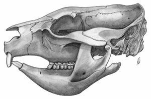 Wombat skull (lateral view)