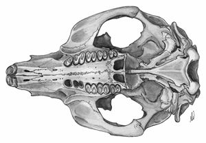 Wombat skull 2 (ventral view)