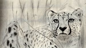 The eye of the cheetah