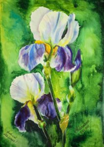 Morning irises