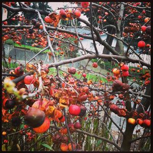 Fall 2014 Cherries