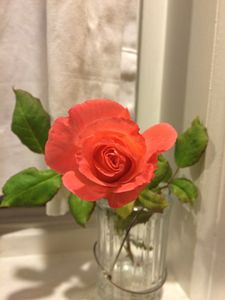 Peach Rose Standoff