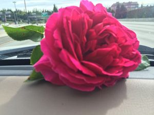 Traveling Roses