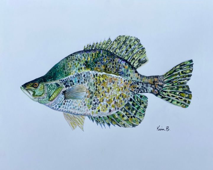 Black Crappie Fish - KimB Originals - Paintings & Prints, Animals