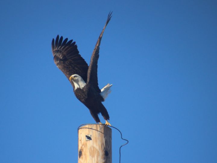 Fly Like An Eagle - Photography By B.F. Jannuzzi - Photography, Animals ...