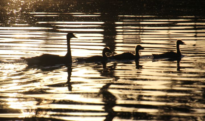 Early Risers - Photography By B.F. Jannuzzi - Photography, Animals ...