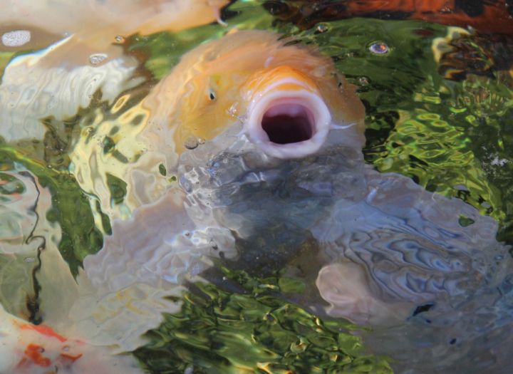 Don't Be Coy, Be Koi - Photography By B.F. Jannuzzi - Photography ...