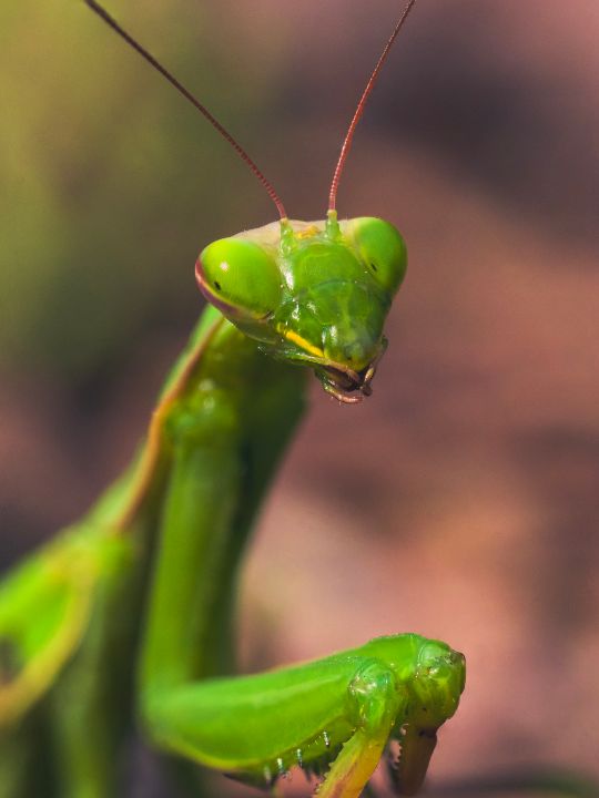 Proud Mantis - LG Photo - Photography, Animals, Birds, & Fish, Bugs ...