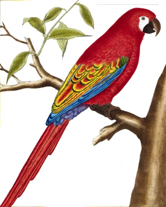 Ara guadeloupensis parrot - Classical Artworks Bay - Paintings