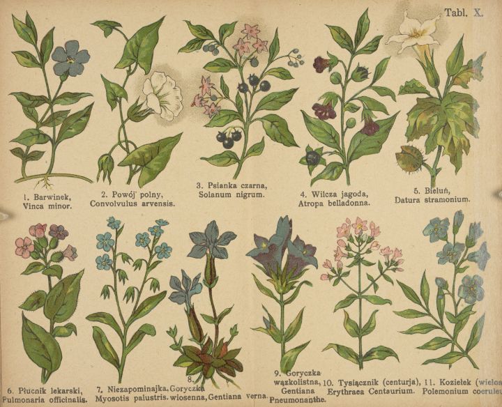 Botanical atlas - Classical Artworks Bay - Paintings & Prints, People ...