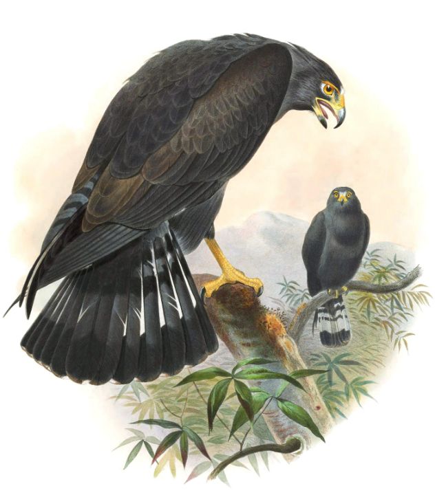 Zone-tailed Hawk - Classical Artworks Bay - Paintings & Prints, People ...