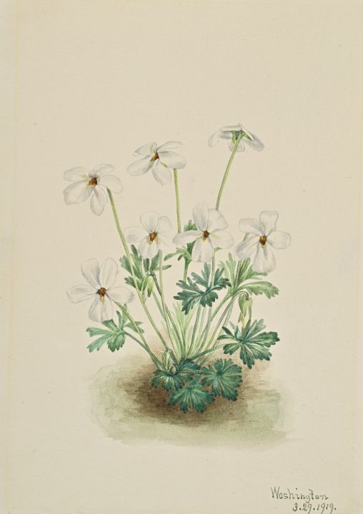 Pansy Violet  Viola pedata - Classical Artworks Bay