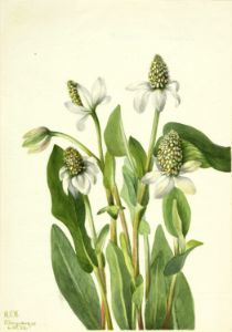 Yerba Mansa  Anemopsis californica