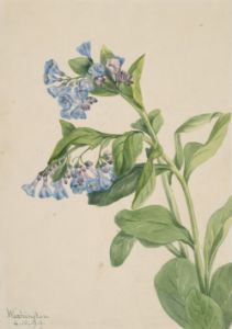 Virginia Bluebells  Mertensia virgin