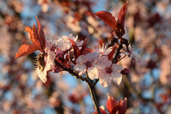 Spring Blossom - Faith Fougeron