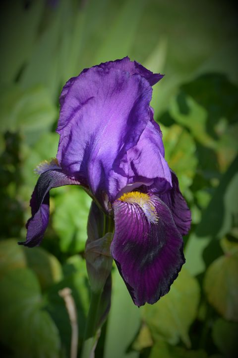 bearded iris - Faith Fougeron