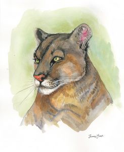 Printing of Watercolor painting Puma