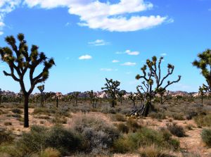 The Desert Landscape