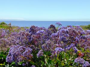 The Coastal Flowers